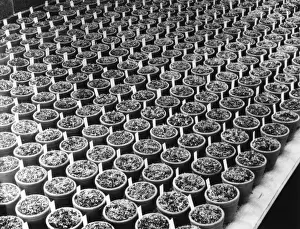 Flasks Prints: Potted Plants