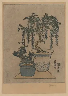 Wisteria Prints: Potted wisteria
