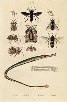 Hoverfly Prints: Potter wasp, pipefish, golden egg bug and hoverfly