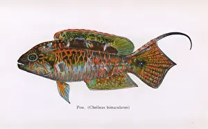 Multi Prints: Pou, Fishes of Hawaii