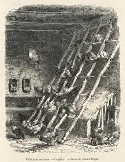 Poultry / French Hen Roost