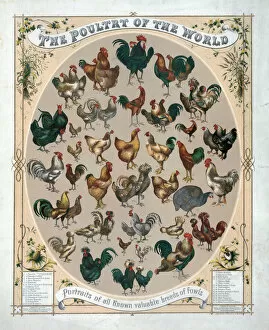 The poultry of the world--Portraits of all known valuable br