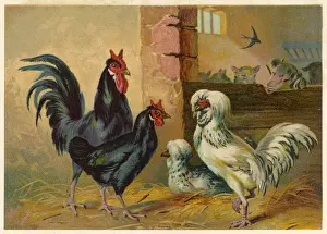 Drab Prints: Poultry in a Yard