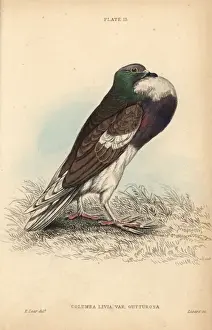 Edwardlear Prints: Pouter or cropper pigeon, Columba livia gutturosa