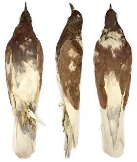 Fancy Domestic Pigeon Prints: Pouter, domestic pigeon