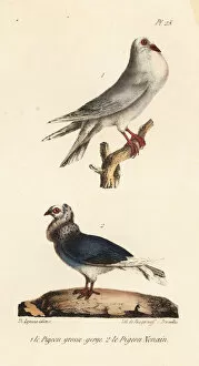 Oeuvres Collection: Pouter pigeon and Jacobin pigeon