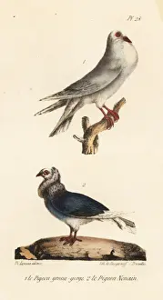 Completes Prints: Pouter pigeon and Jacobin pigeon