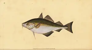 Gadus Prints: Pouting, Trisopterus luscus