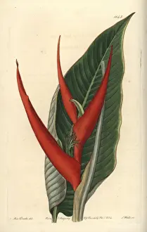 Sydenhamedwards Prints: Powdered heliconia, Heliconia farinosa
