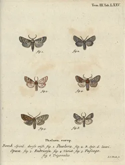 Bombyx Collection: Powdered quaker, red chestnut, brick moth, etc