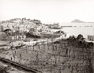 Vineyard Prints: Pozzuoli near Naples, 1880 s