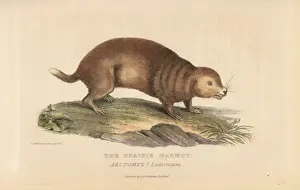 Prairie Prints: Prairie dog species