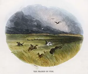 Prairie Prints: Prairie Fire in America