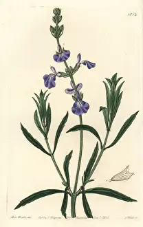 Prairie sage, Salvia azurea