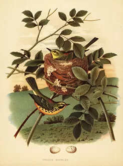 Nests Collection: Prairie warbler, Setophaga discolor