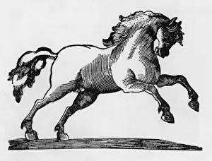 Davison Prints: Prancing horse