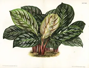 Pannemaeker Prints: Prayer plant, Calathea hieroglyphica