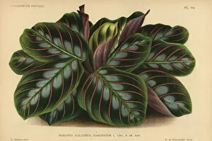 Pannemaeker Collection: Prayer plant, Malanta leuconeura