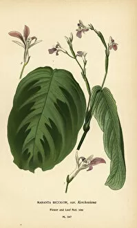 Prayer plant, Maranta leuconeura