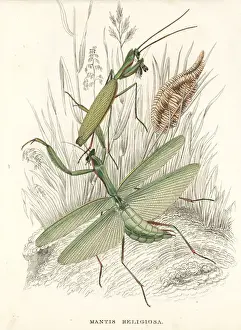 Praying mantis, Mantis religiosa, and egg case