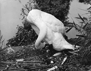 Preening Swan
