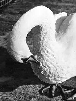 Preening Prints: Preening Swan
