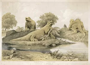1854 Collection: Prehistoric Animals Cp