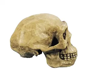 Paleolithic Prints: Prehistory. Lower Paleolithic. Sinathropus skull