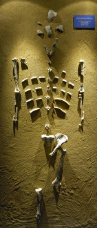 Lucy Gallery: Prehistory. Paleolithic. Lucy skeleton. Reproduction