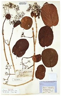 Labiatae Collection: Premna serratifolia L. aloalo