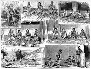 Cinnamon Prints: The Preparation of Cinnamon in Ceylon