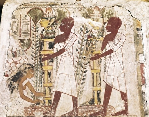 Purification Collection: Preparation of the mummies for the purification