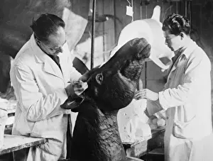 United Kingdom Prints: Preparing models, c. 1924. The Natural History Museum, Lond