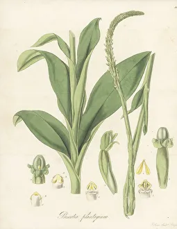 Exotic Flora Prints: Prescottia plantaginea orchid