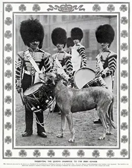 Presenting Prints: Presenting the Queen's shamrock to the Irish Guards