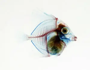 Preservation Prints: Preserved Fish