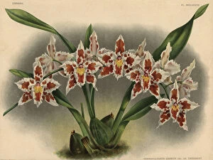 Iconography Gallery: President Roosevelt variety of Odontoglossum crispum orchid