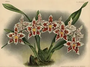 Hothouse Prints: President Roosevelt variety of Odontoglossum crispum orchid