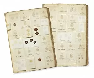 Ericales Collection: Pressed Auricula specimens