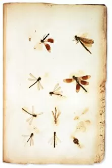 Pressed Gallery: Pressed insects, mounted by botanist Leonard Plukenet (1642