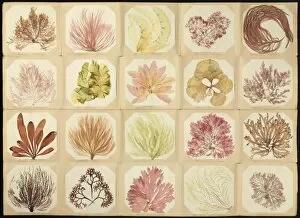 Eukaryote Collection: Pressed seaweed book