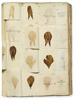 Pressed Gallery: Pressed Tulip specimens