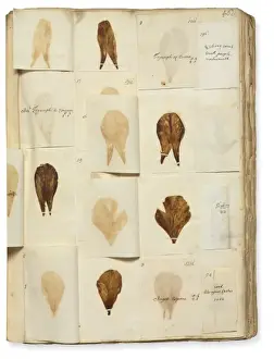 Sloane Prints: Pressed Tulip specimens
