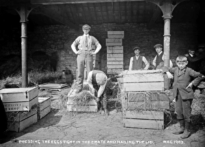 Pressing Gallery: Pressing the Eggs Tight in the Crate and Nailing the Lid