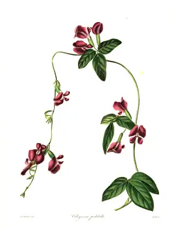 Pretty cologania, Cologania pulchella