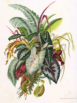 Renowned Gallery: Pretty Foliage