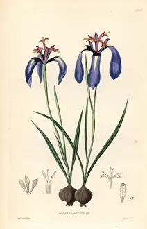 Pulchella Prints: Pretty herbertia, Herbertia pulchella