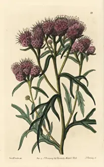Pretty saussurea, Saussurea pulchella