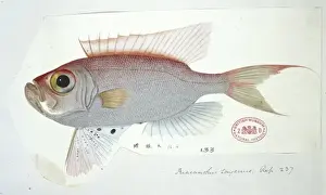 Osteichthyes Prints: Priacanthus tayenus, purple-spotted bigeye