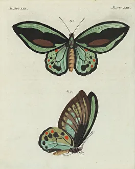 Dorsal Prints: Priam's birdwing butterfly, Ornithoptera priamus